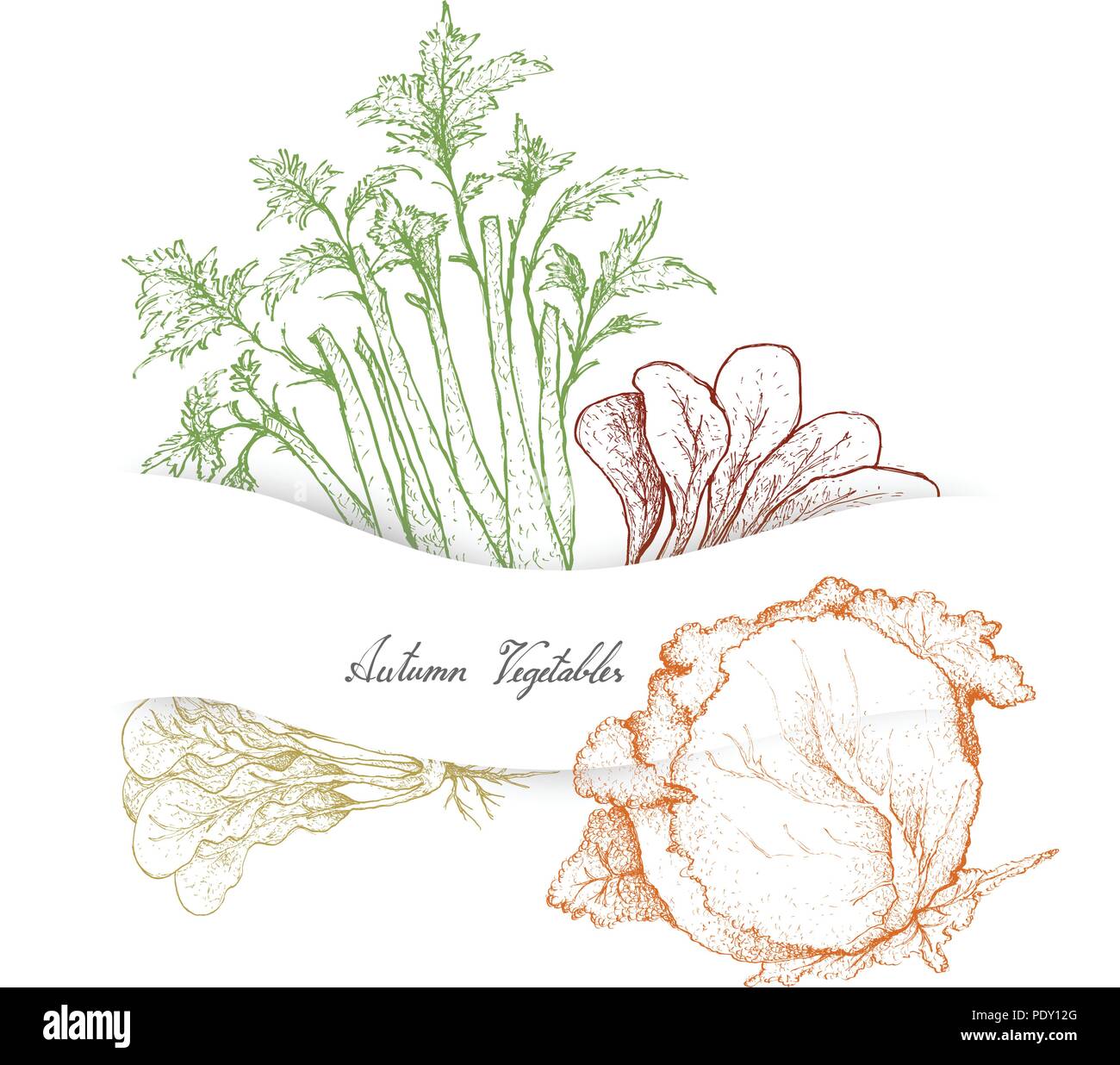 Autumn Vegetables, Illustration of Hand Drawn Sketch Delicious Fresh Green Apium Graveolens or Celery with Cabbages. Stock Vector