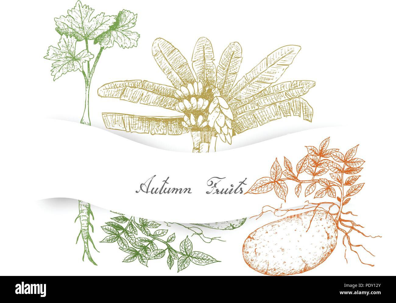 Autumn Vegetables and Herbs, Illustration Hand Drawn Sketch of Ensete Banana, Parsnip and Potatoes. Stock Vector