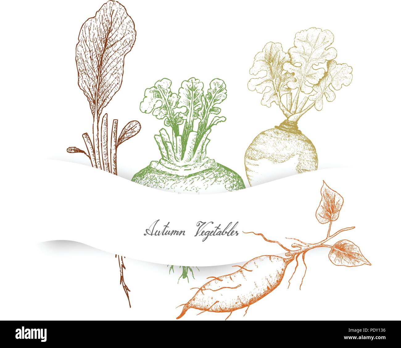 Autumn Vegetables, Illustration Hand Drawn Sketch of Radish, Rutabaga or Brassica Napus, Sweet Potato or Kumara and Turnip or Brassica Rapa. Stock Vector