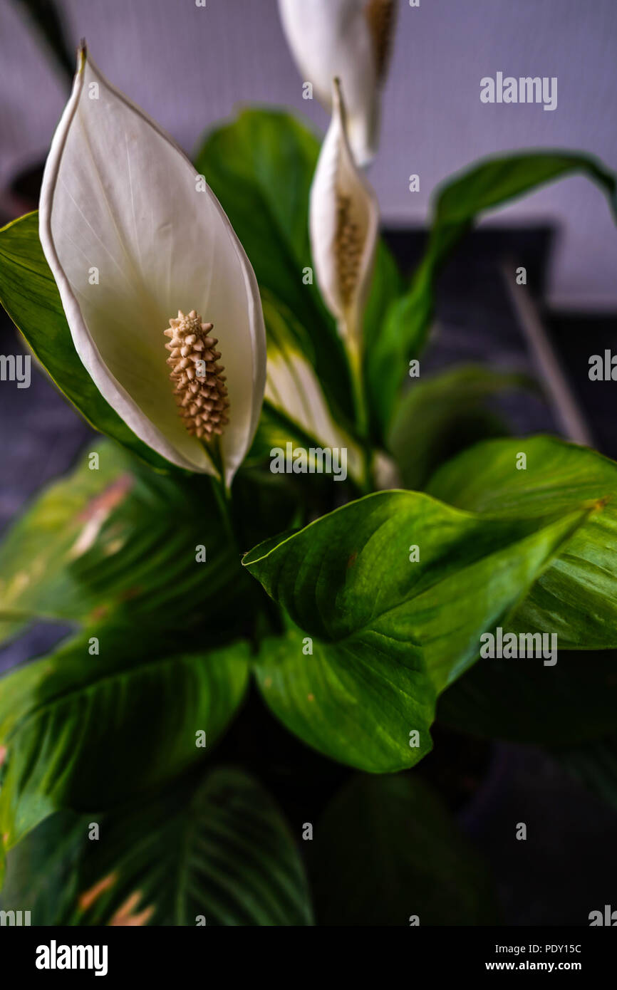 Calla Lily, Favorite  Flower  for  Hand  Bouquet Stock Photo