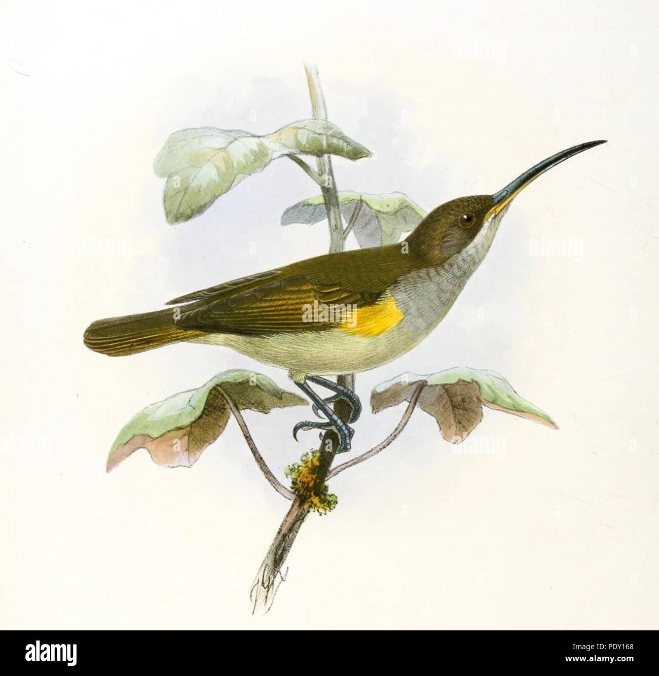 Dilutior hires stock photography and images Alamy