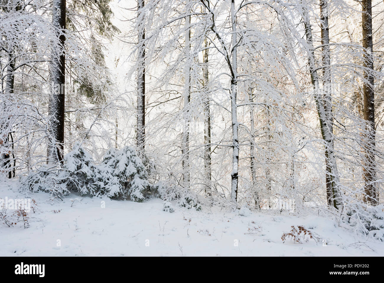 Snowy forest in winter, Höchsten, near Illwangen, Baden-Württemberg, Germany Stock Photo