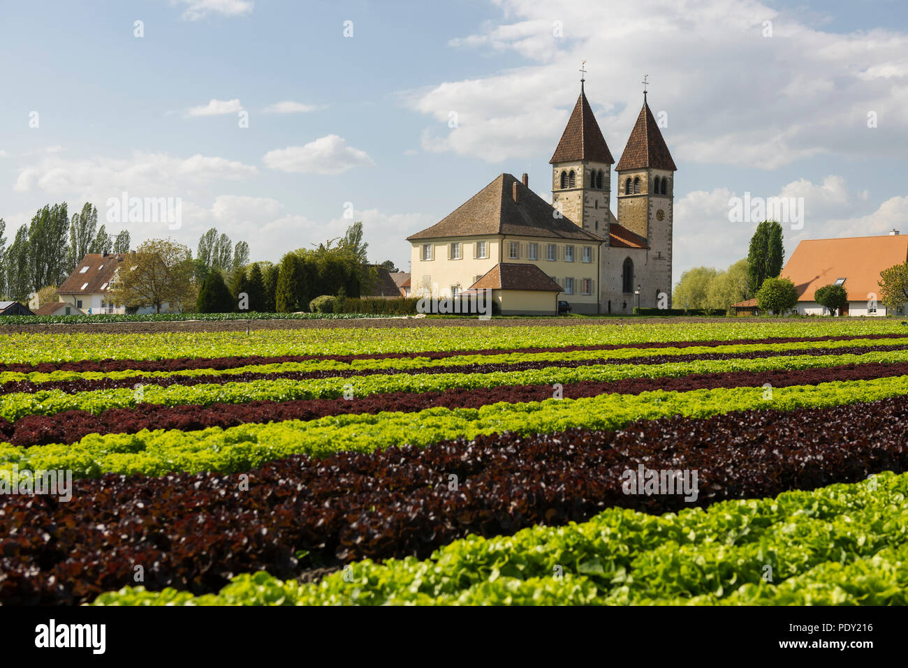 Church of St. Peter and Paul, salad cultivation, Reichenau Island, Lake Constance, Baden-Württemberg, Germany Stock Photo