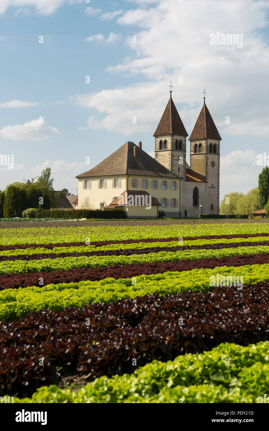 Church of St. Peter and Paul, salad cultivation, Reichenau Island, Lake Constance, Baden-Württemberg, Germany Stock Photo