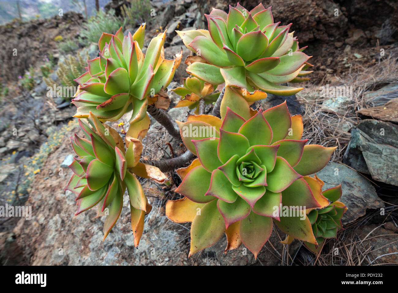 Thick leaf plant (Aeonium percarneum) in the mountains of Gran Canaria, Canary Islands, Spain Stock Photo