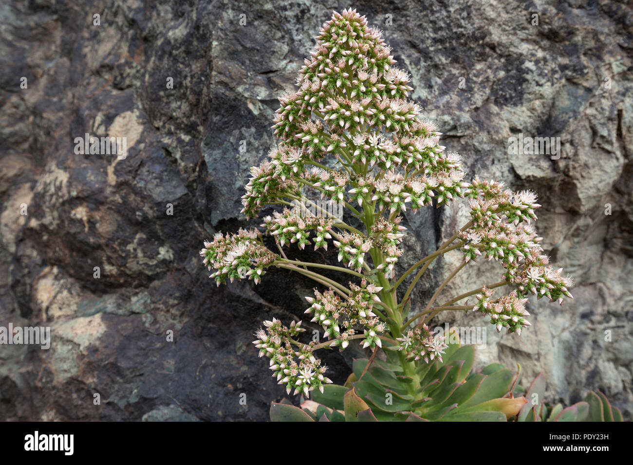 Rosette Thick Leaf (Aeonium percarneum), Inflorescence, Gran Canaria, Canary Islands, Spain Stock Photo