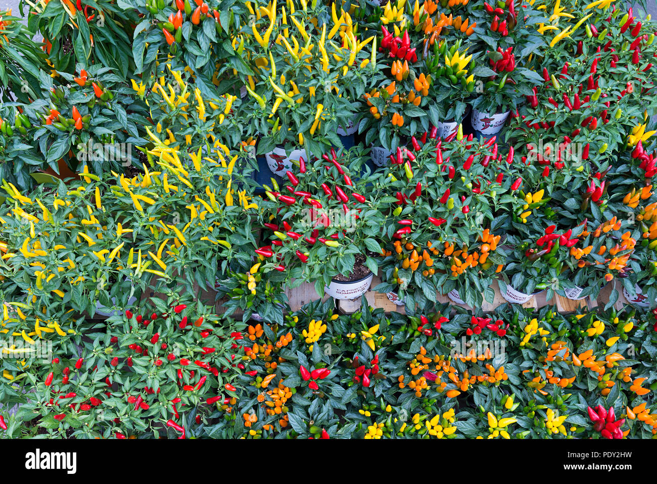 Non-edible different Capsicum annuum (Capsicum annuum) in a nursery, Germany Stock Photo