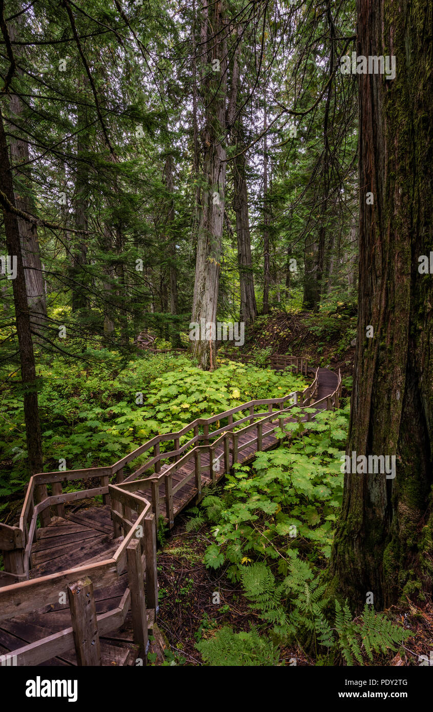 Wood path, Giant Cedars Boardwalk hiking trail, rainforest with Red cedars (Toona ciliata), Mount Revelstoke National Park Stock Photo