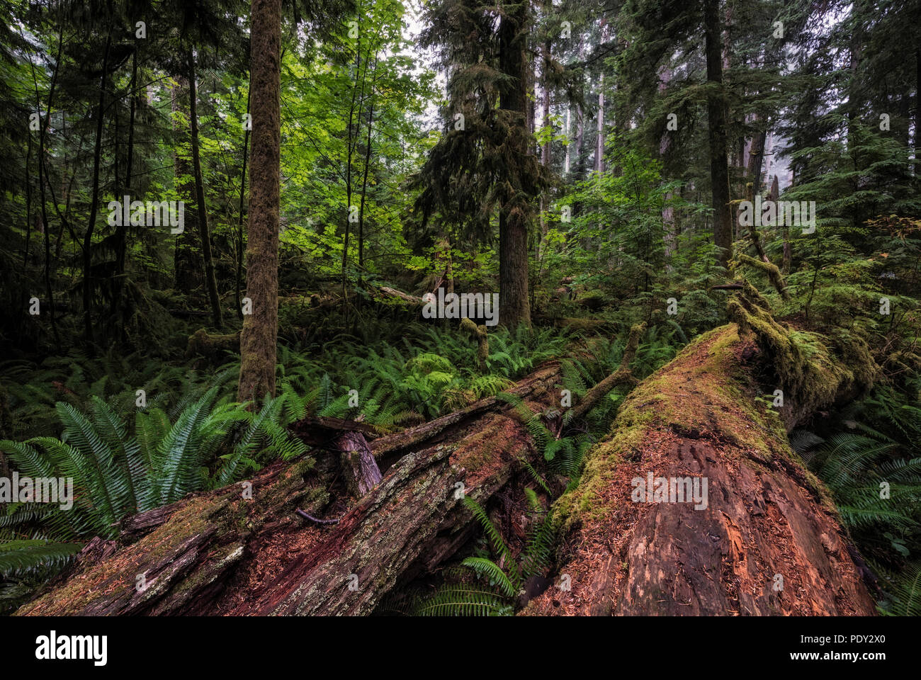 Dense vegetation, rainforest in Cathedral Grove, Pacific Rim National Park, Vancouver Island, British Columbia, Canada Stock Photo