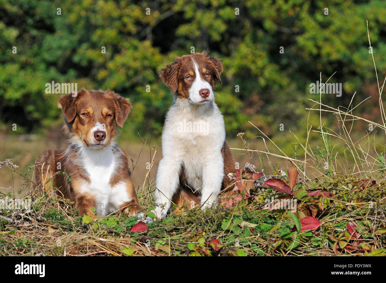 Australian Shepherd, bitch and puppy, red bi, Hollabrunn, Austria Stock ...