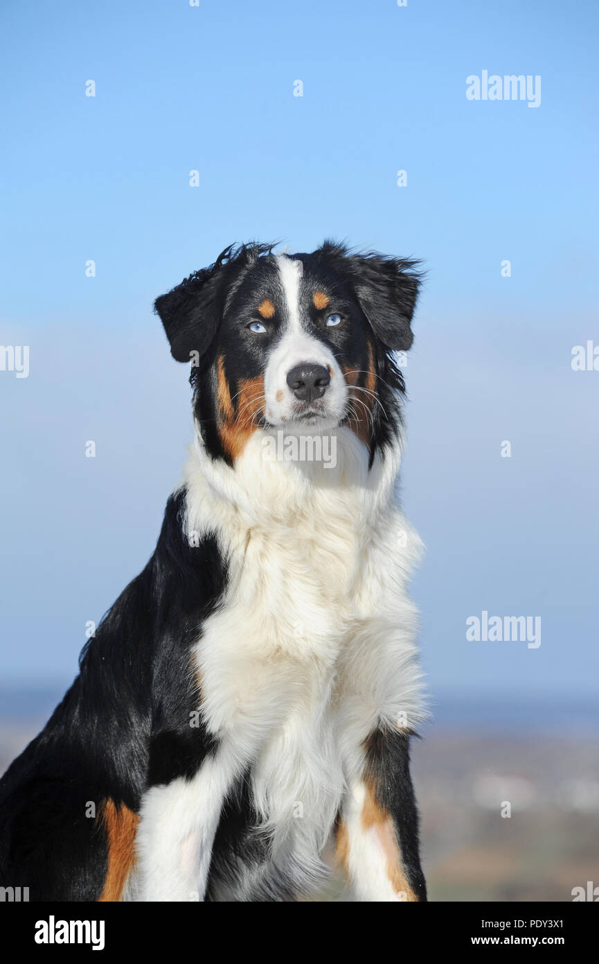 Australian Shepherd, tricolor, male, Hollabrunn, Austria Stock Photo ...