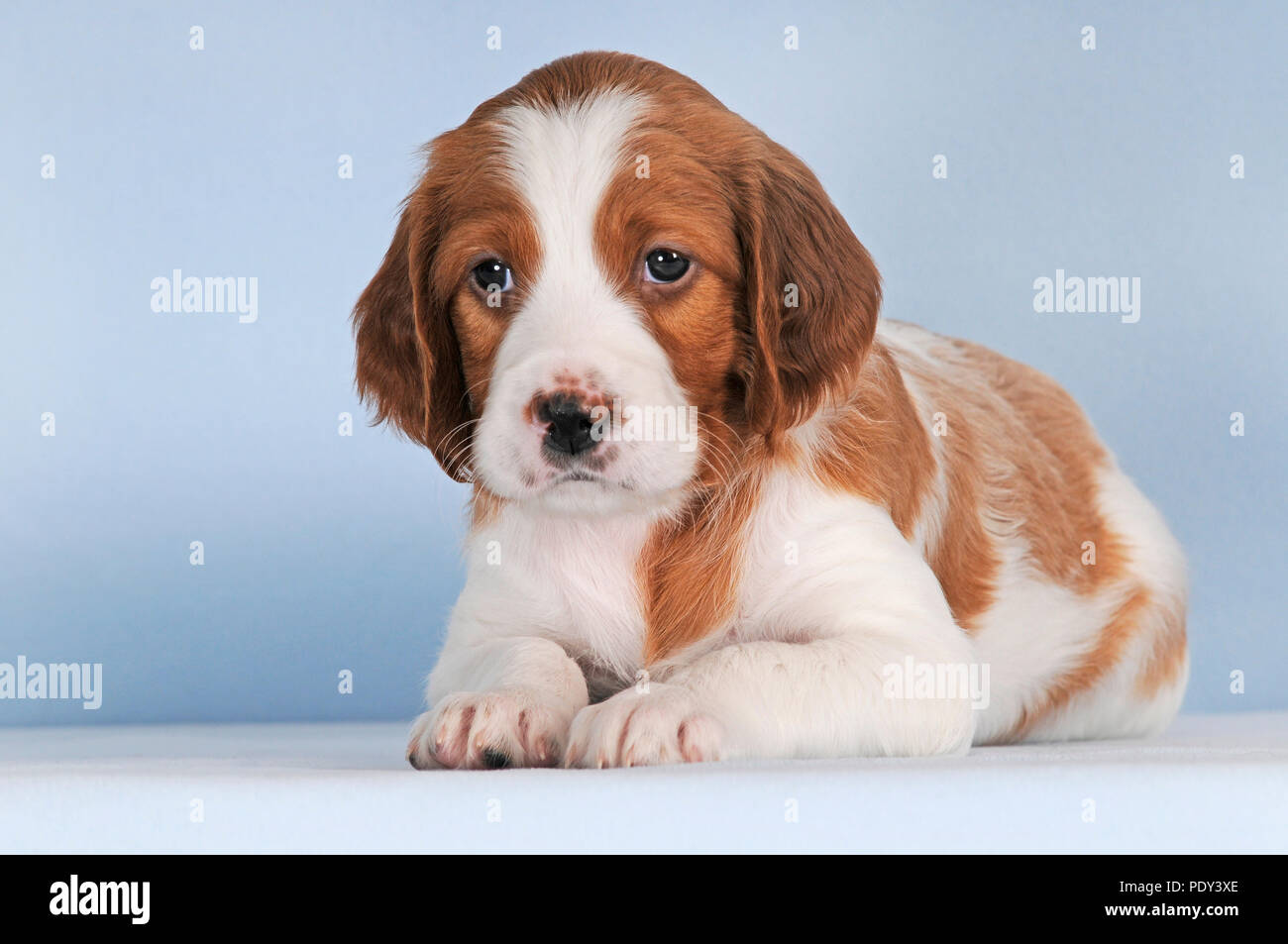 Irish Red And White Setter Puppy 8 Weeks Studio Shot Austria Stock Photo Alamy