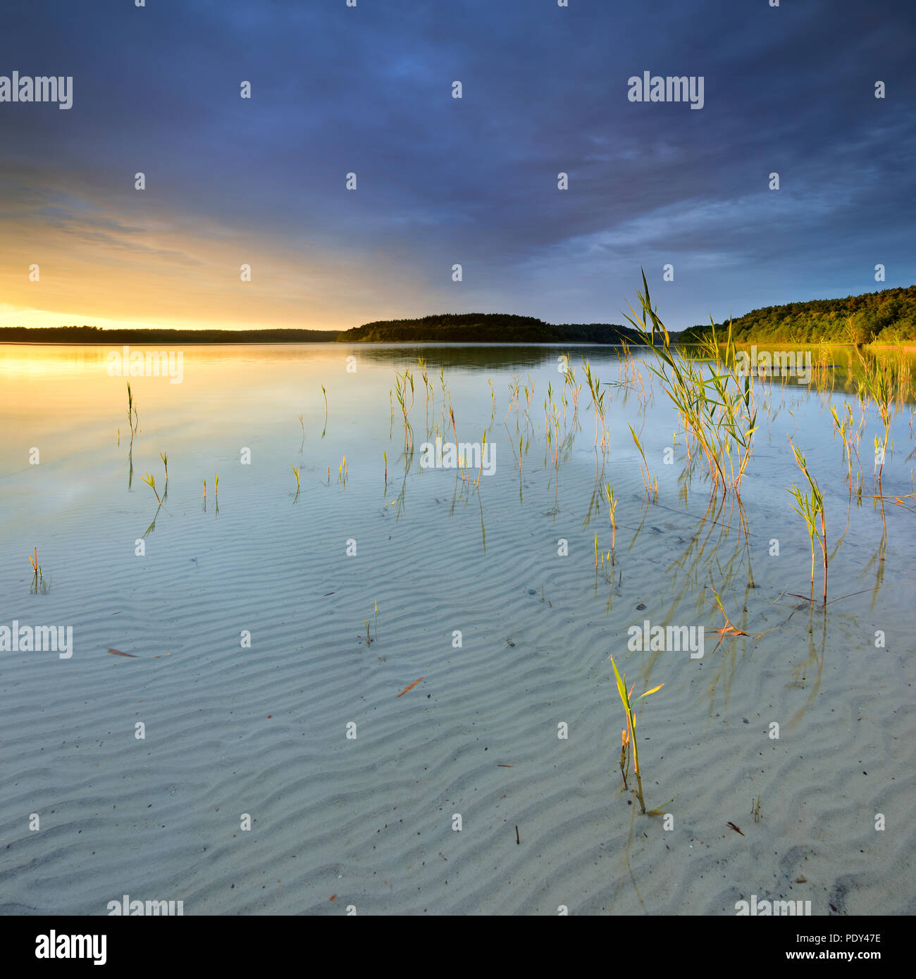 Great Fürstensee lake with reeds, clear water with a wave structure in the sand, evening light, cloudy mood Stock Photo