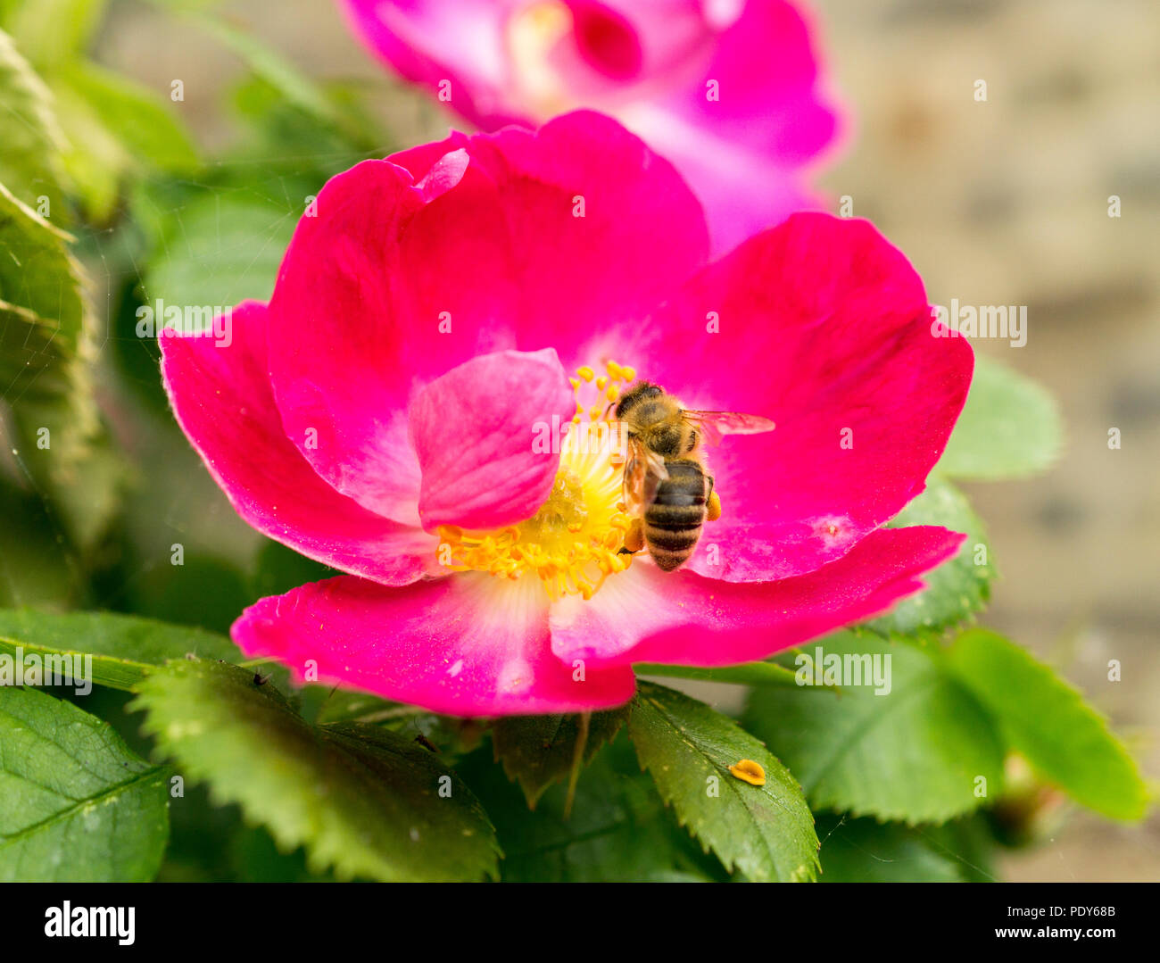 Pinke Hundsrosenbluete und Biene im Fruehling Stock Photo