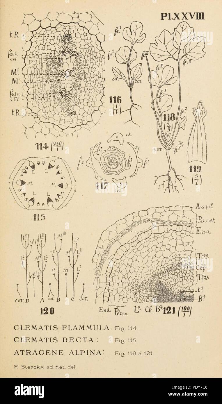 Archives de l'Institut botanique de l'Université de Liège Stock Photo