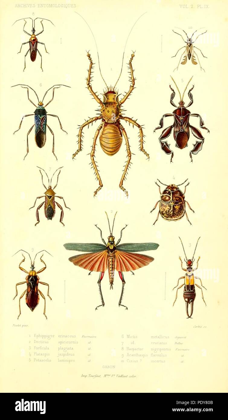 Archives entomologiques, ou, Recueil contenant des illustrations d ...