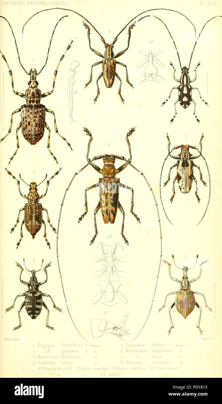Archives entomologiques, ou, Recueil contenant des illustrations d ...
