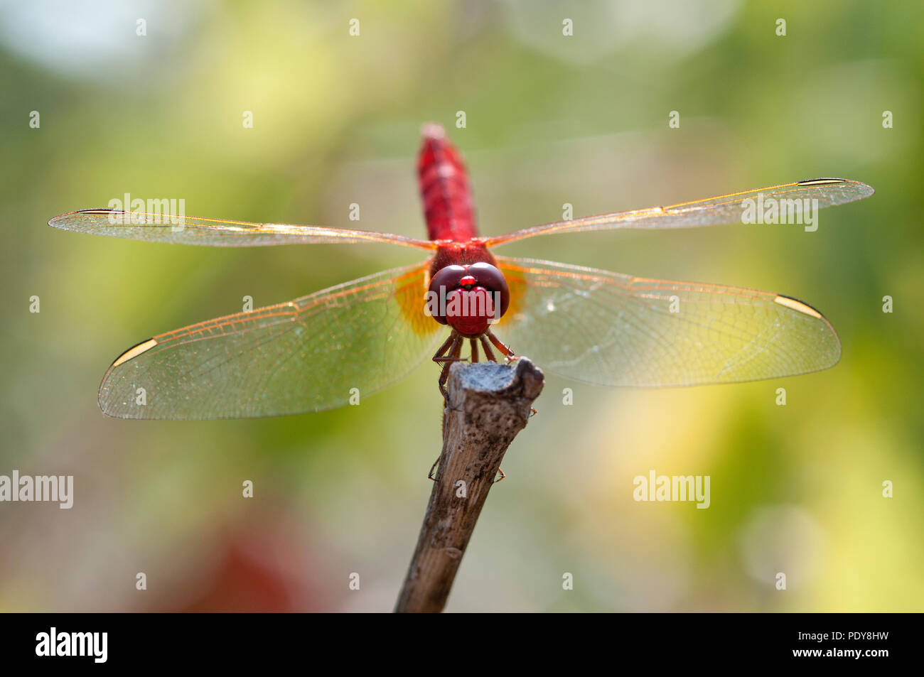 Scarlet Dragonfly - Broad Scarlet - Garrigue - Southern France (Crocothemis erythraea) Libellule écarlate Stock Photo