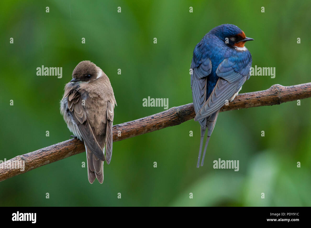 Sand Martin (Riparia riparia) and Barn Swallow (Hirundo rustica ...