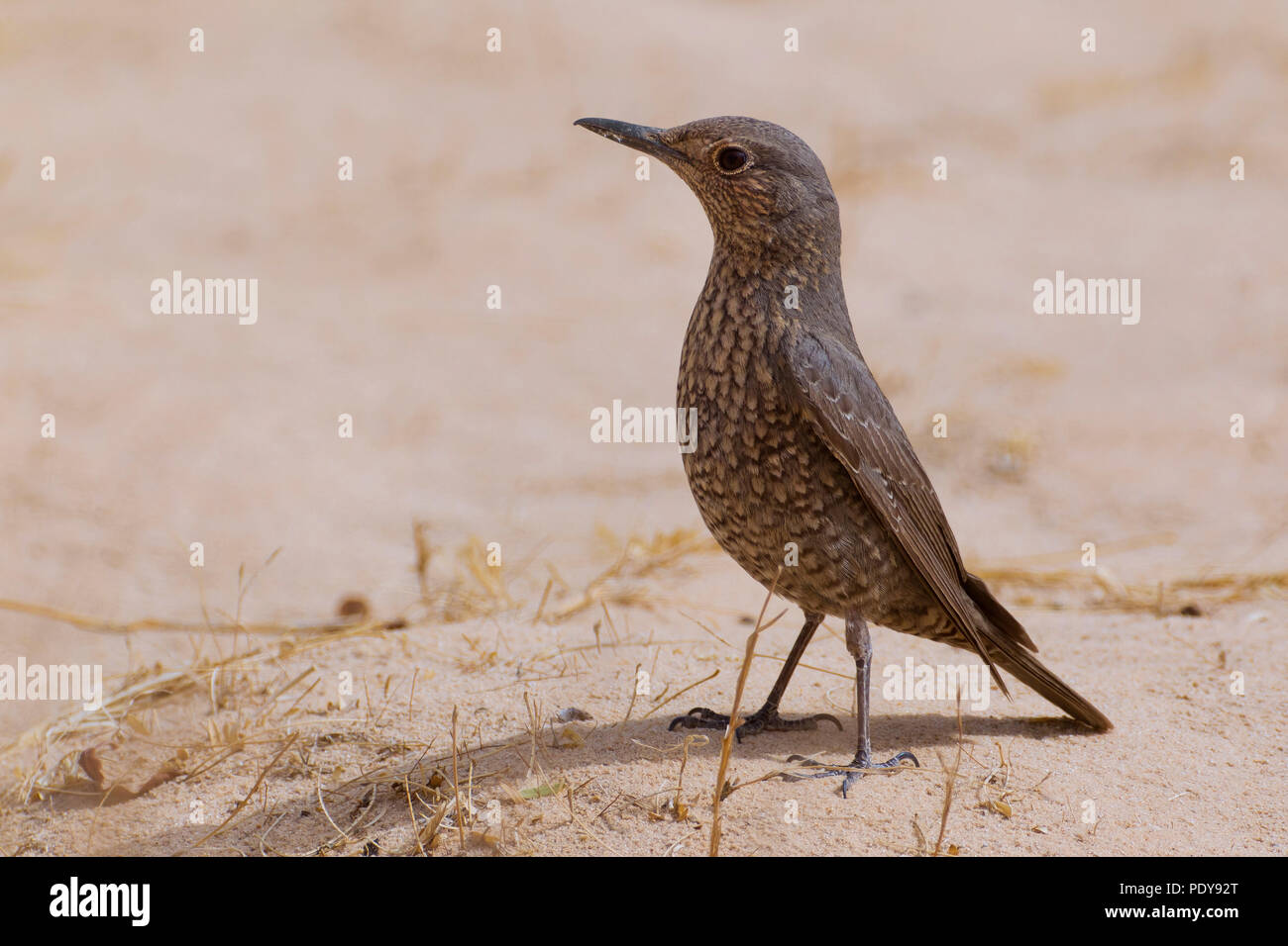 female-blue-rock-thrush-monticola-solitarius-stock-photo-alamy
