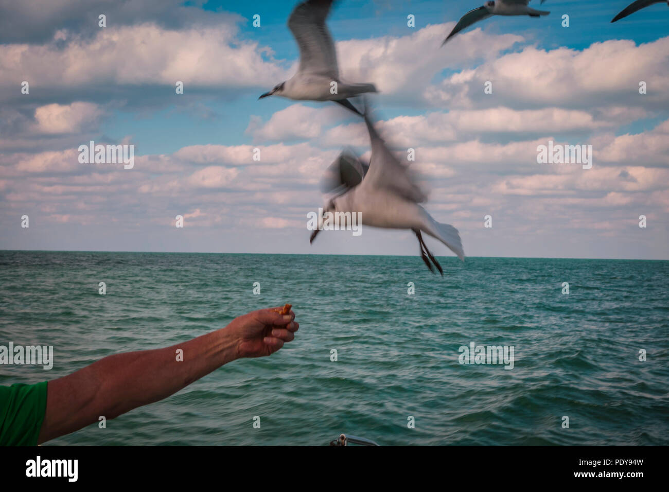 Human feeding birds on the sea Stock Photo Alamy