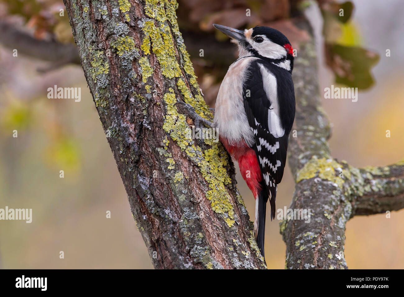 Great Spotted Woodpecker; Dendrocopos major Stock Photo