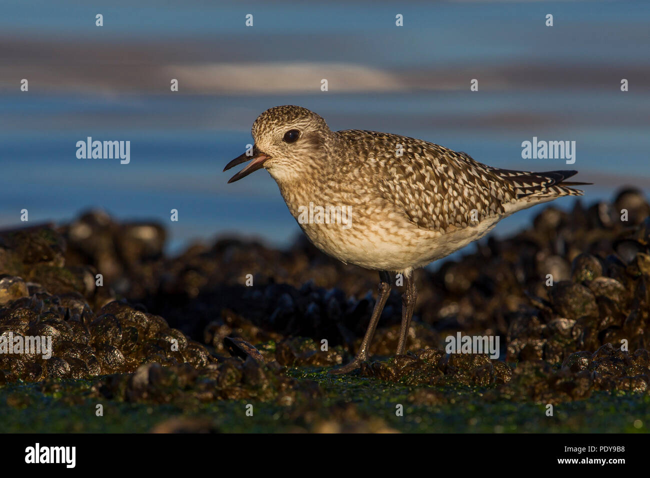 Grey Plover; Pluvialis squatarola Stock Photo