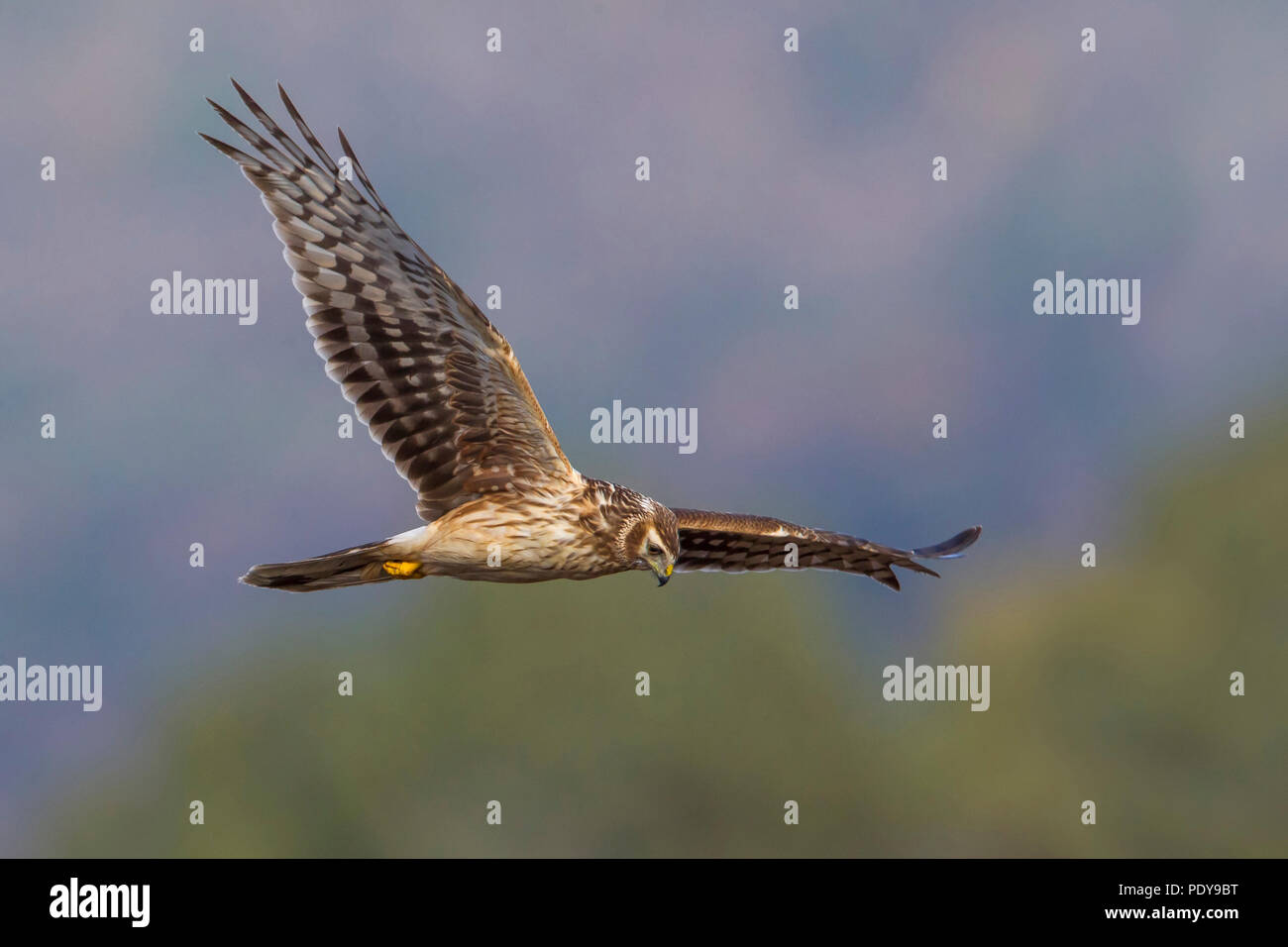 Flying Hen Harrier; Circus cyaneus Stock Photo