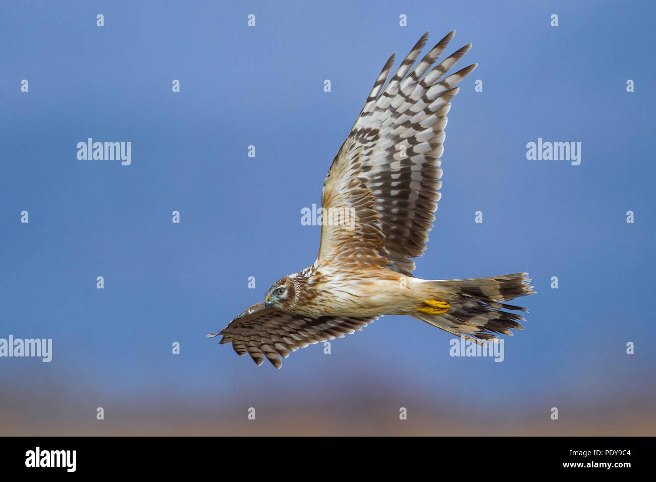 Flying Hen Harrier; Circus cyaneus Stock Photo