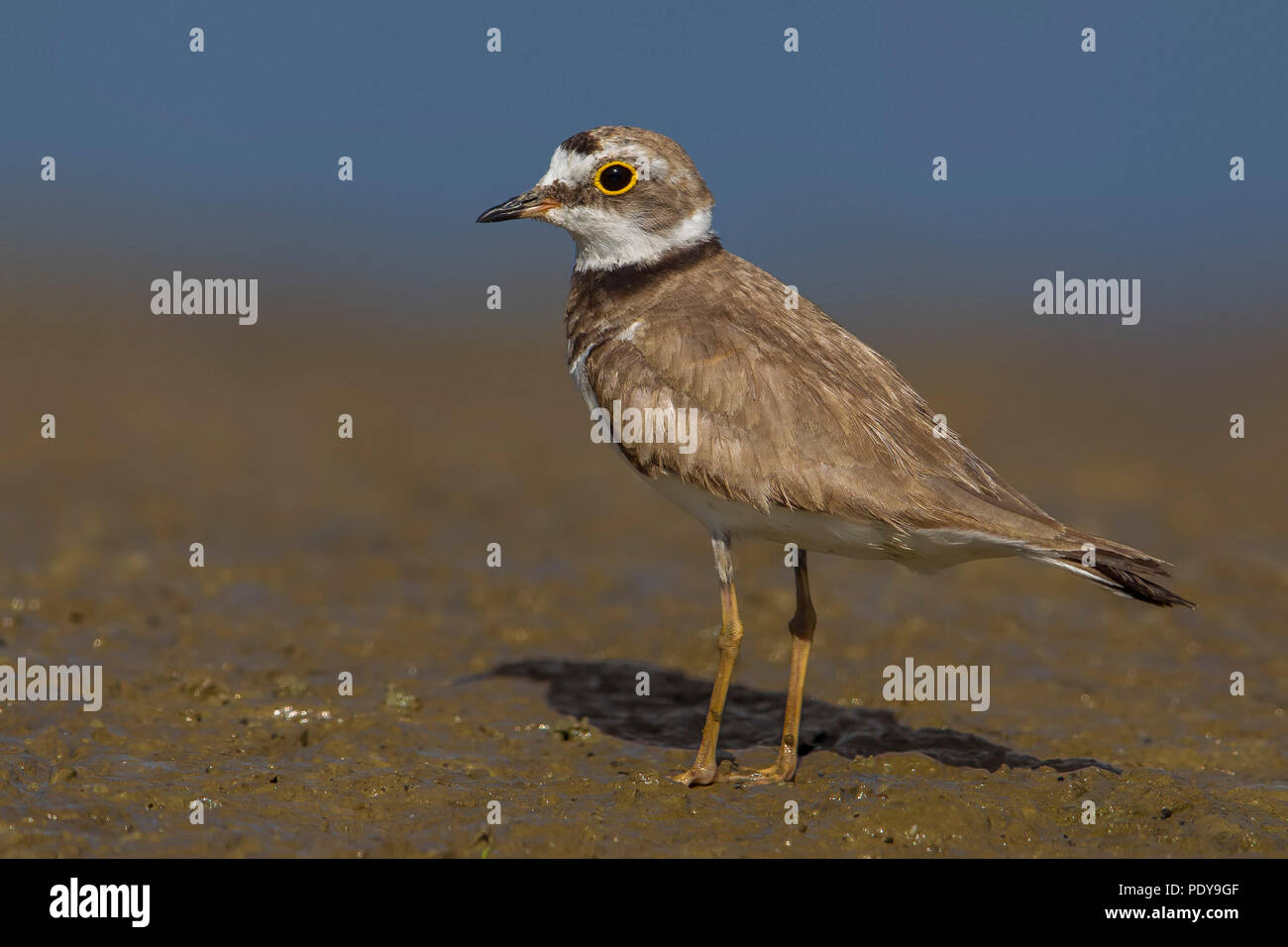 Little Ringed Plover; Charadrius dubius Stock Photo