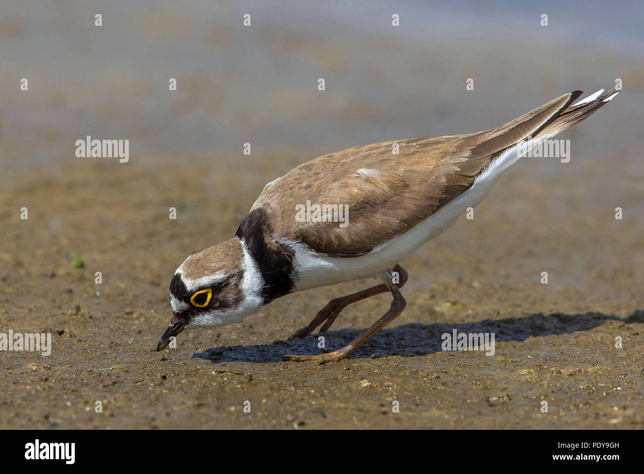 Little Ringed Plover; Charadrius dubius Stock Photo