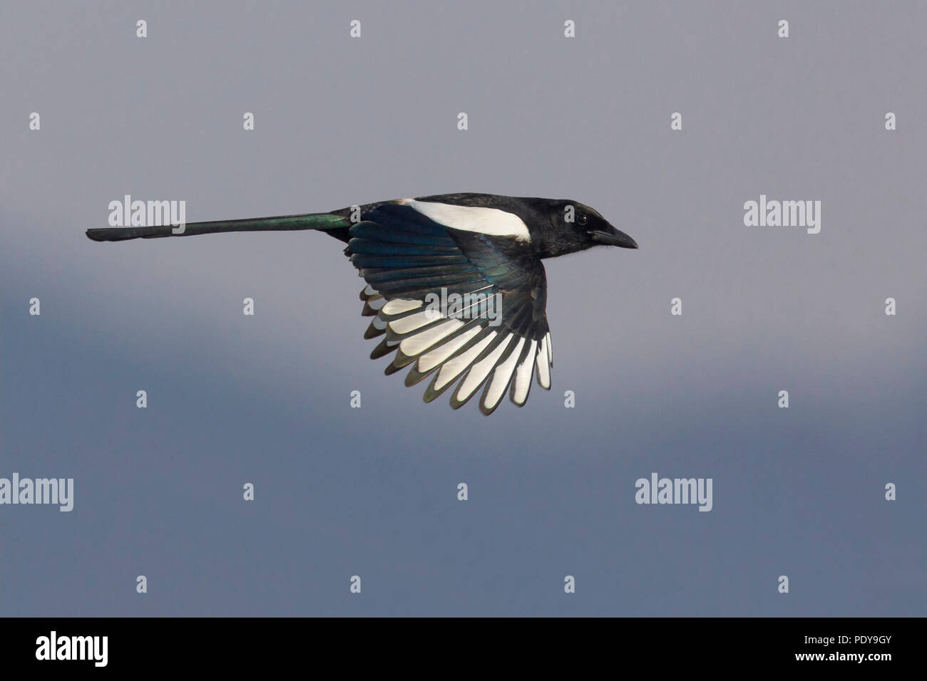 Flying adult Common Magpie; Pica pica Stock Photo
