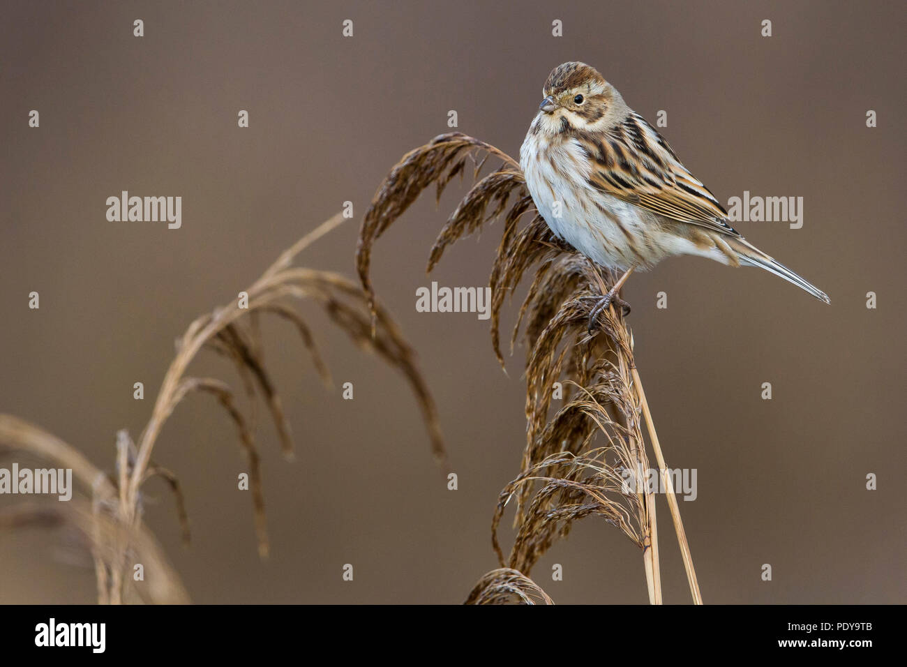 Reed Bunting (Emberiza schoeniclus) Stock Photo