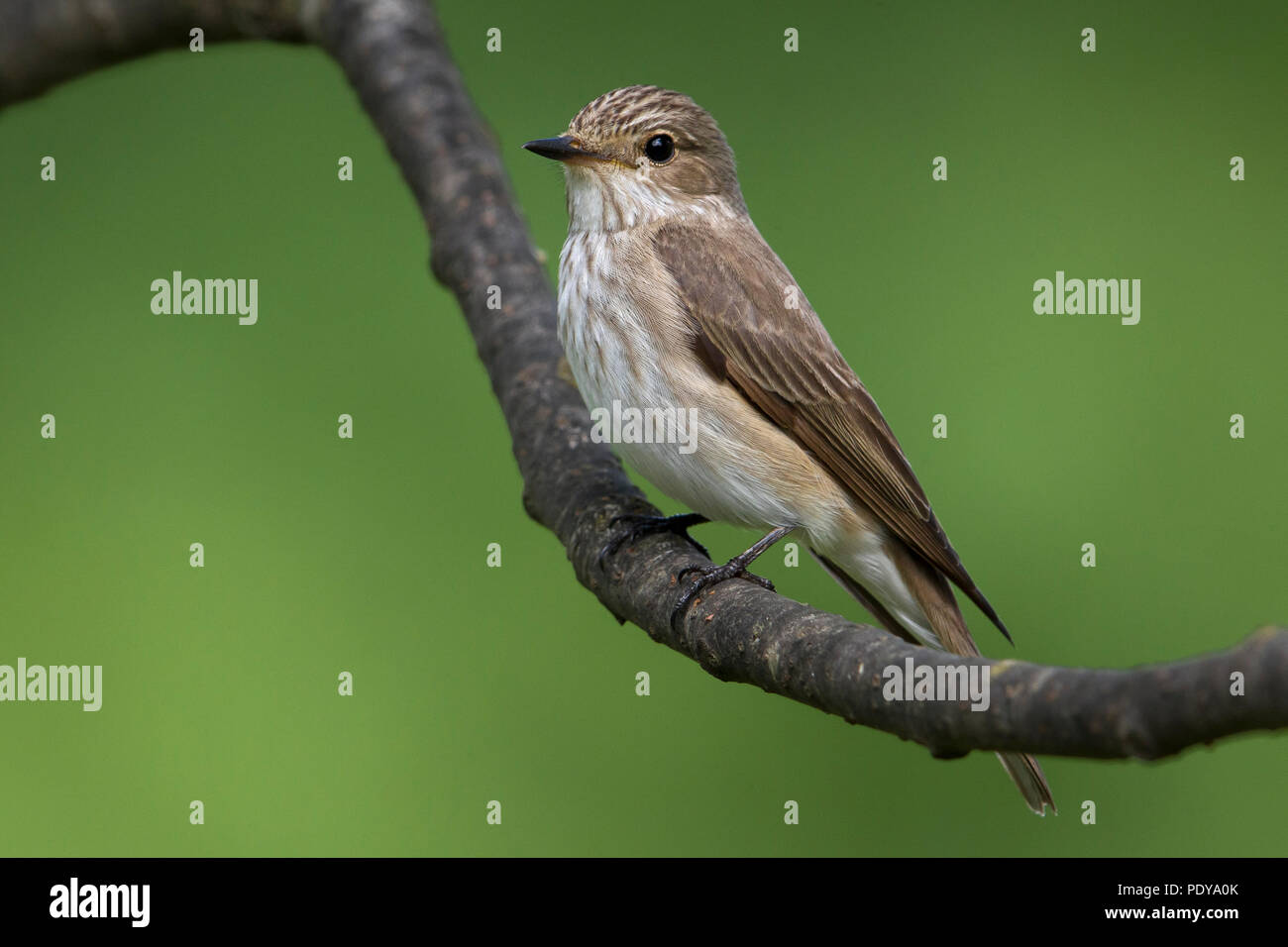 Spotted Flycatcher (Muscicapa striata) on a branch Stock Photo