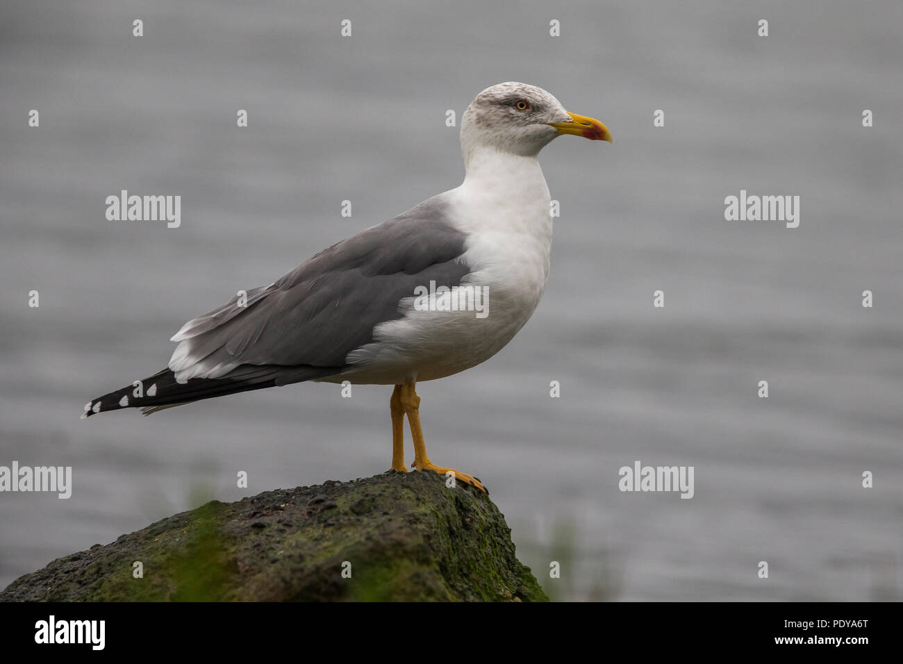 Yellow-legged gull; Atlantic gull; Larus michahellis atlantis Stock Photo