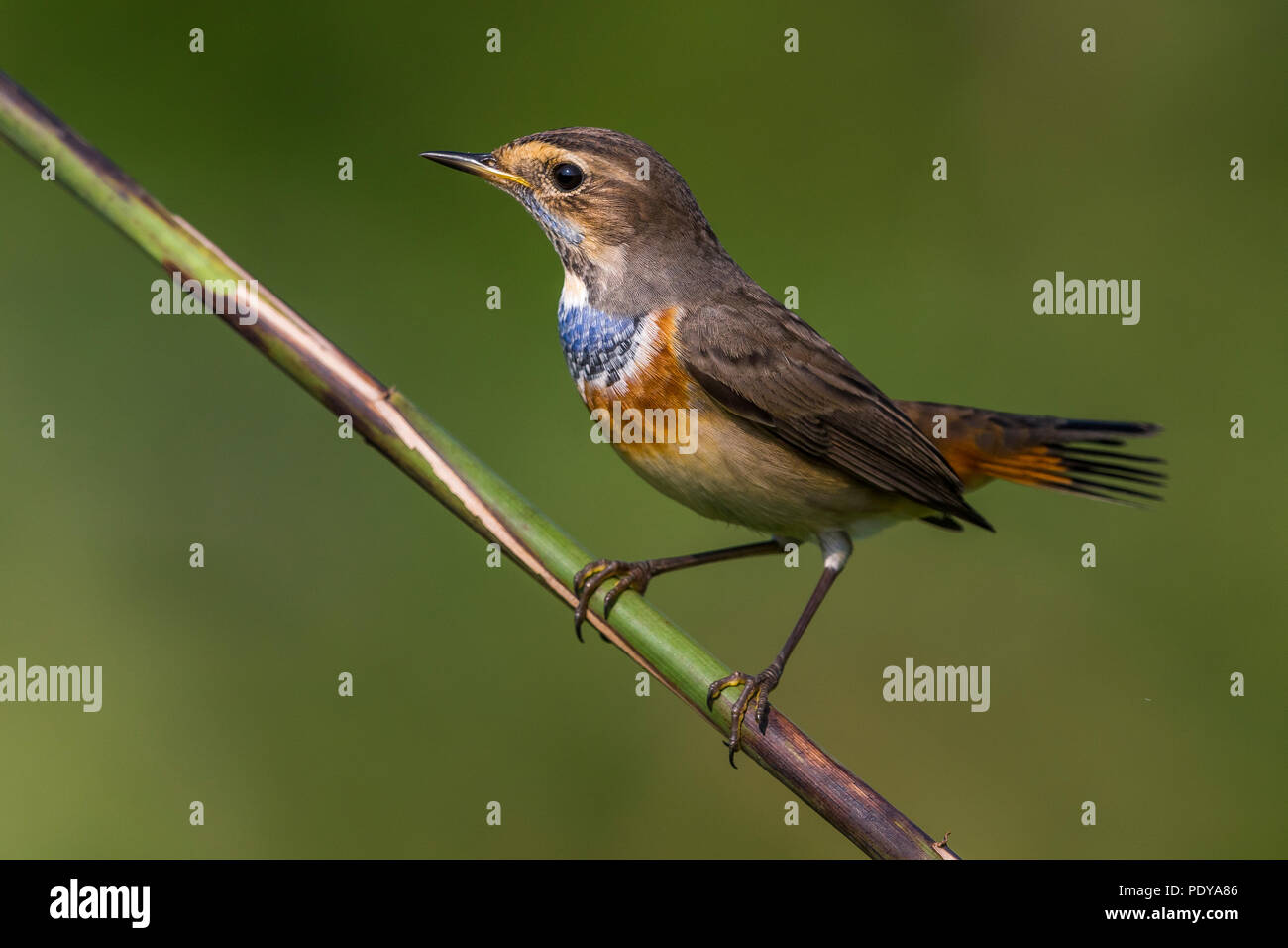 Bluethroat; Luscinia svecica Stock Photo