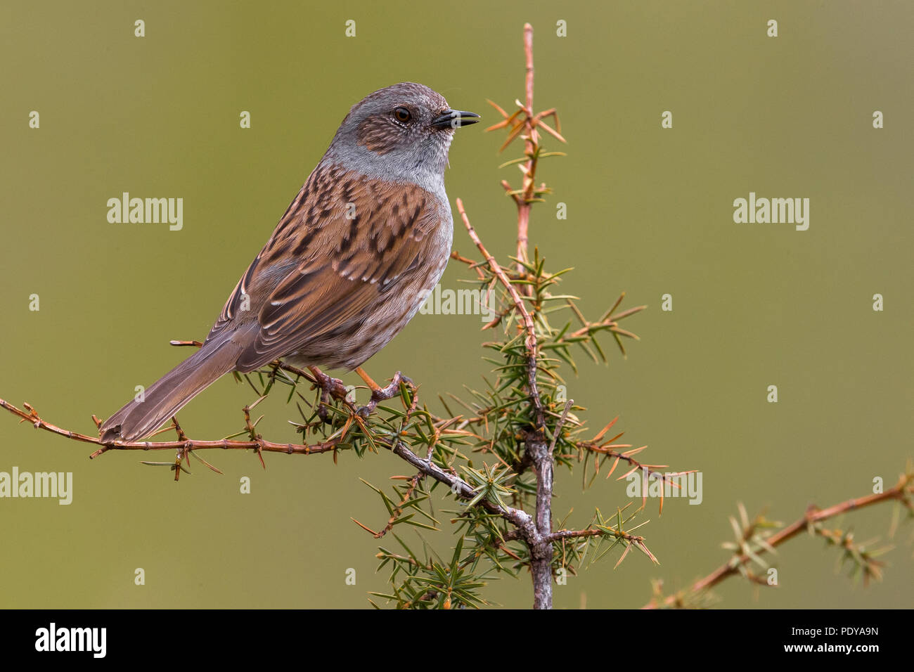 Dunnock; Prunella modularis Stock Photo