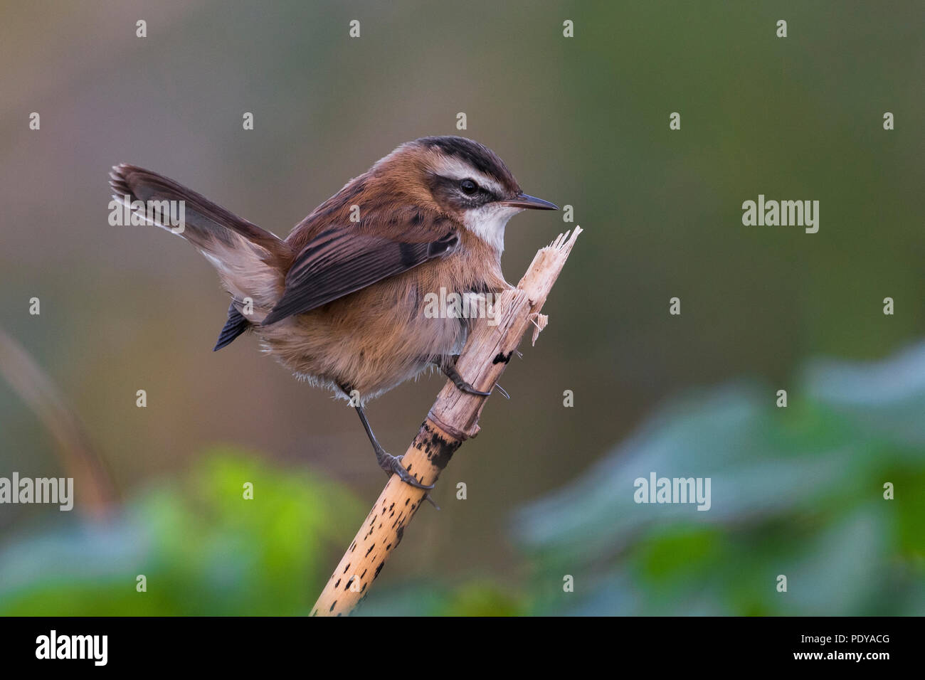 Moustached Warbler; Acrocephalus melanopogon Stock Photo Alamy