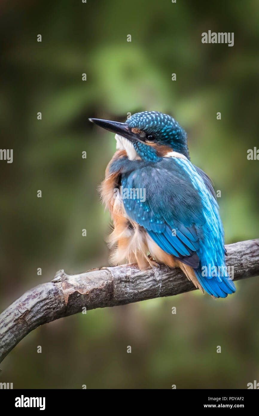 Kingfisher feathers hires stock photography and images Alamy