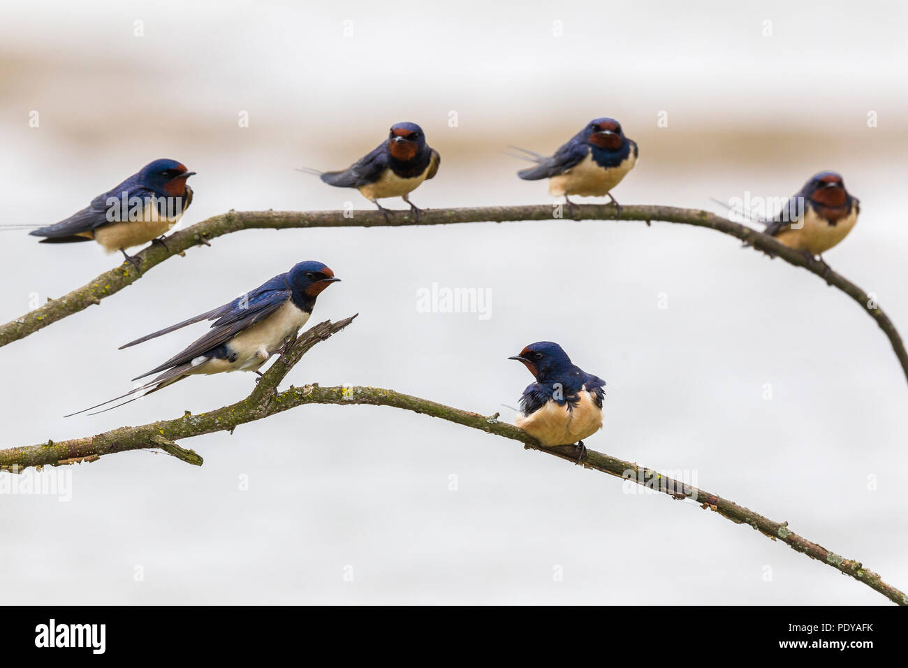 Six Barn Swallows (Hirundo rustica) perched on two thin branches Stock Photo