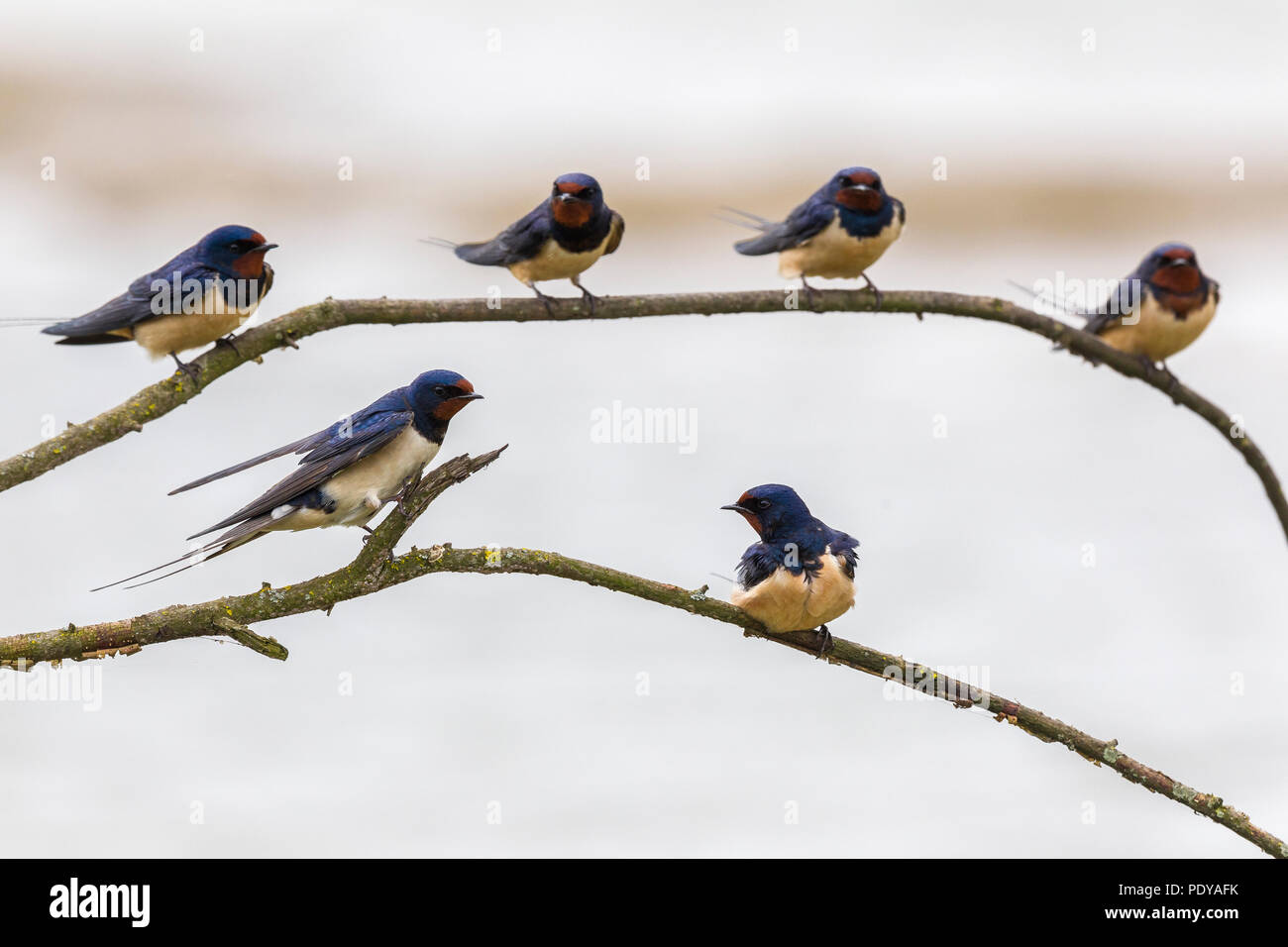 Group of swallows hi-res stock photography and images - Alamy