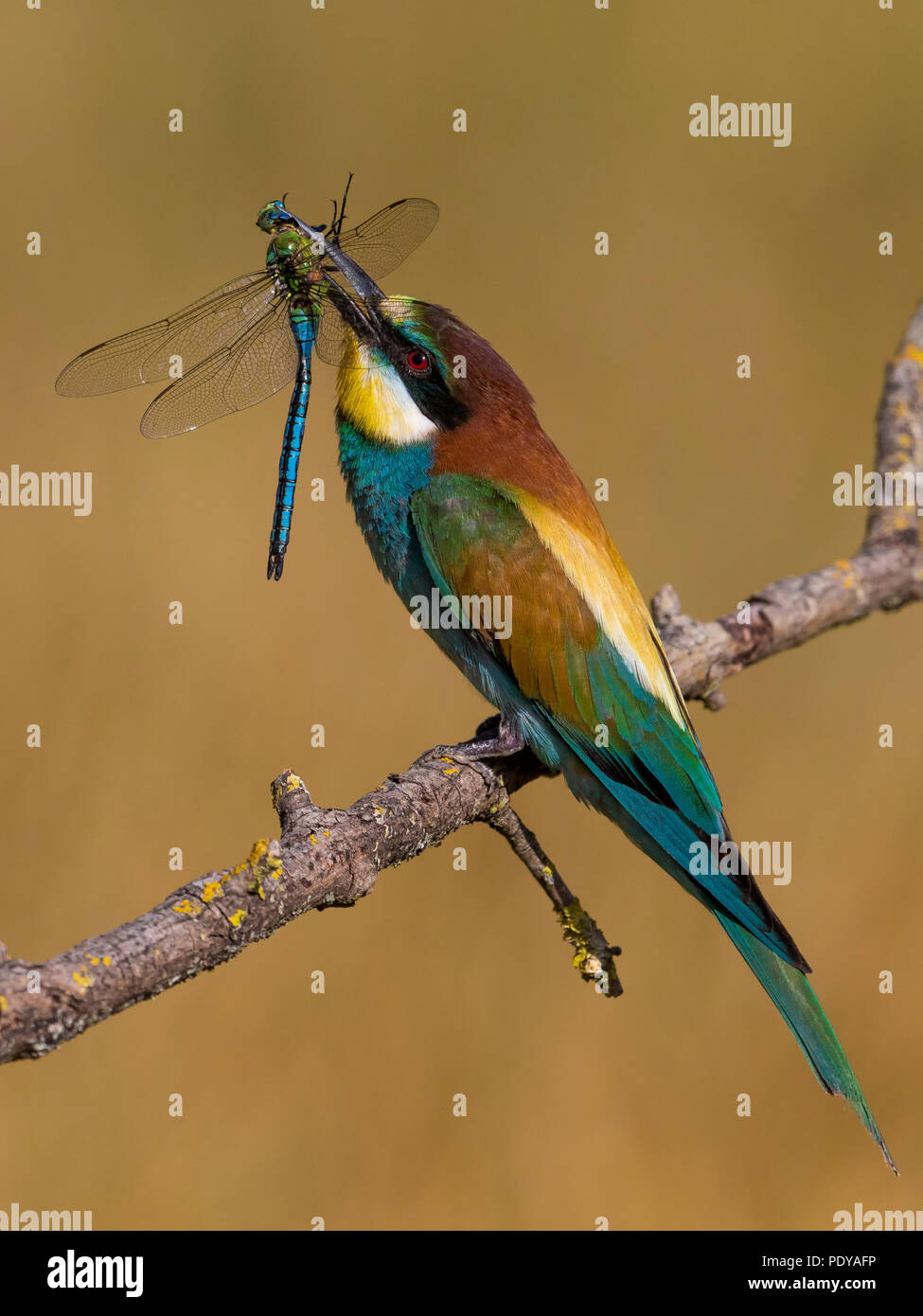 Perched European Bee-eater (Merops apiaster) holding insect in its bill Stock Photo