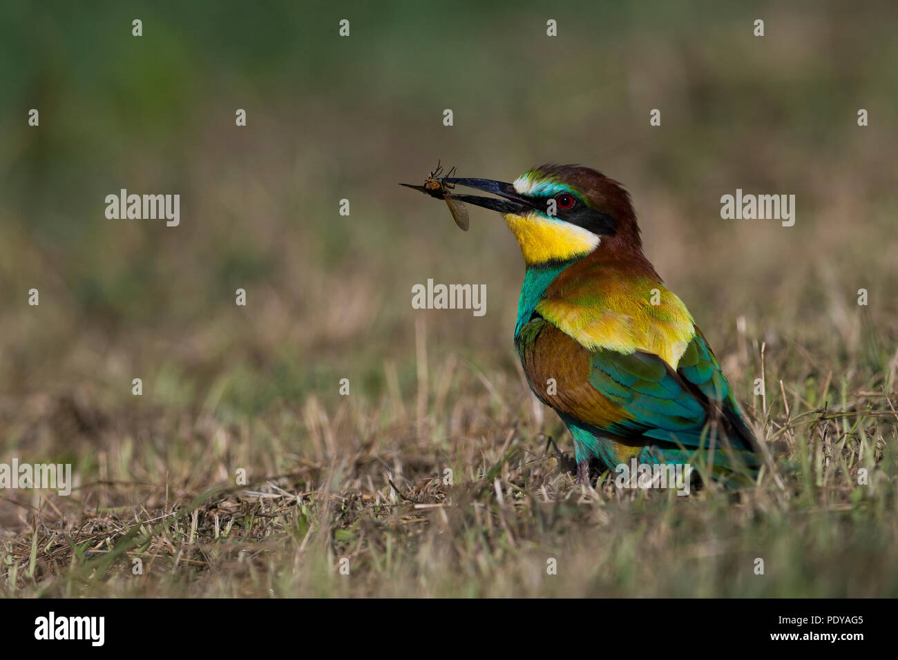 European Bee-eater (Merops apiaster) on the ground with insect in bill Stock Photo