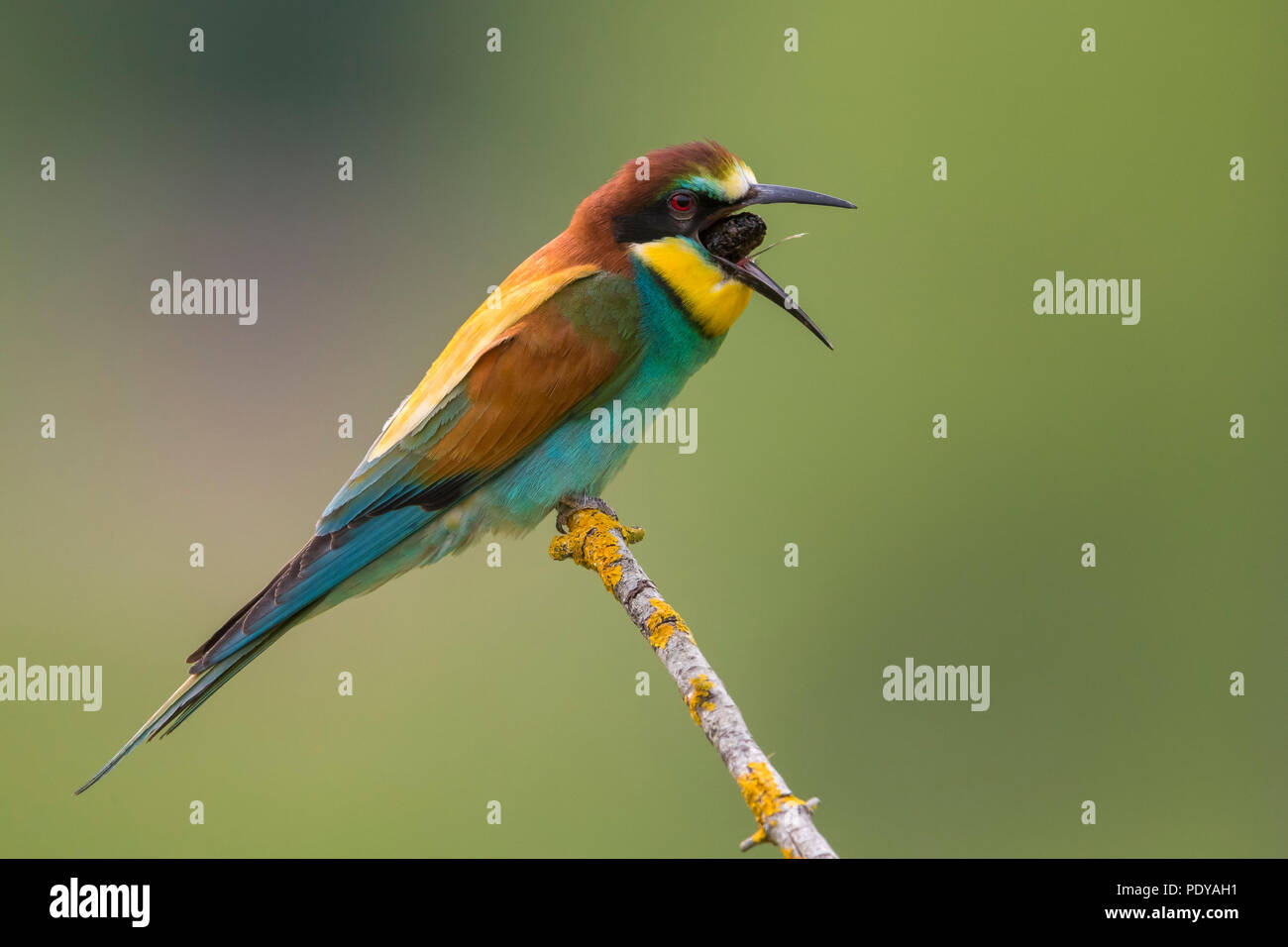European Bee-eater (Merops apiaster) producing pellet Stock Photo