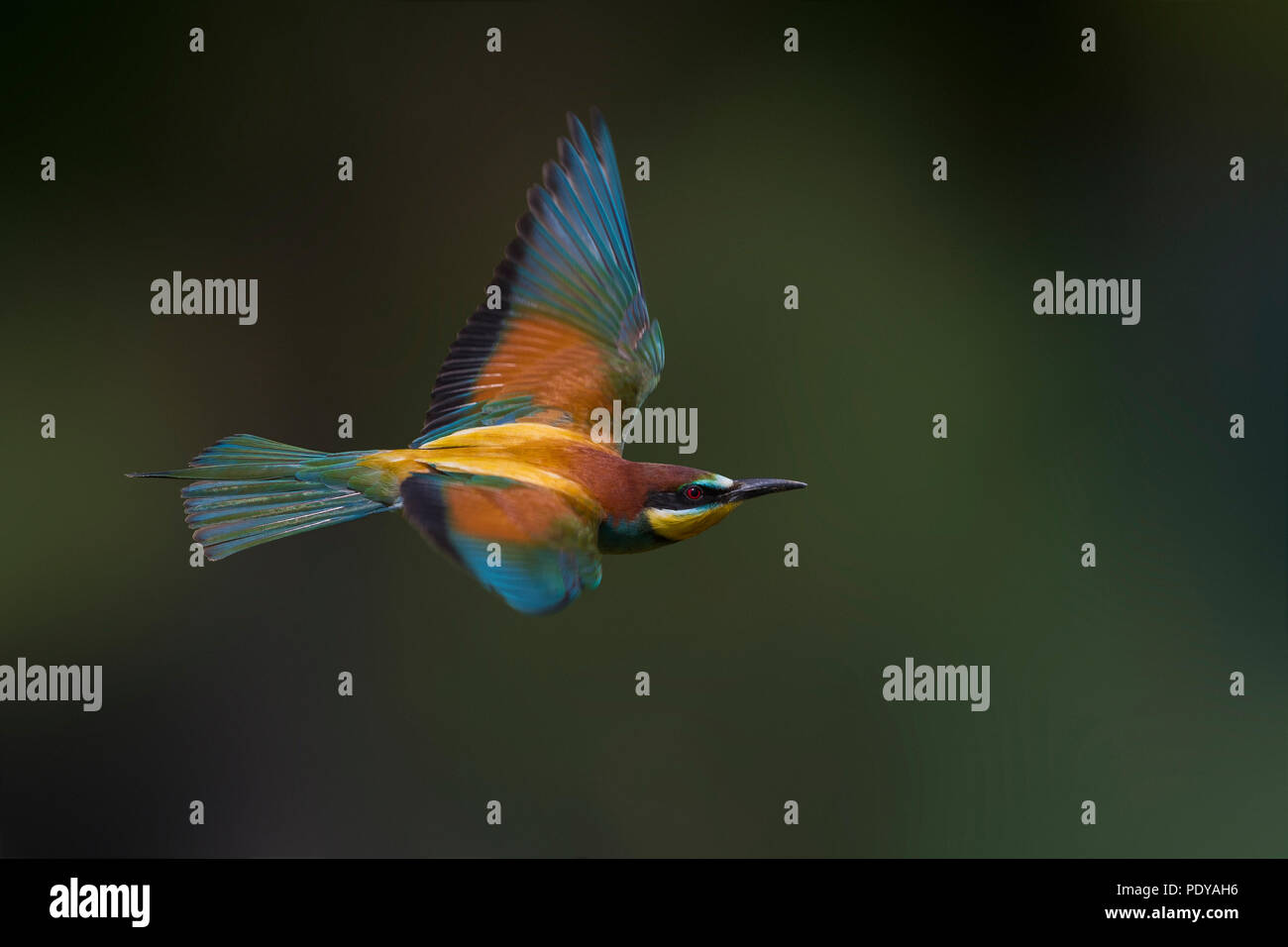 European Bee-eater (Merops apiaster) flying against dark background Stock Photo
