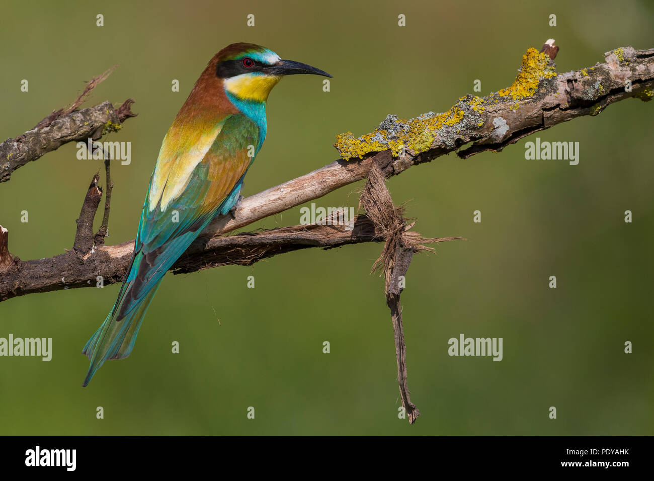 European Bee-eater (Merops apiaster) Stock Photo