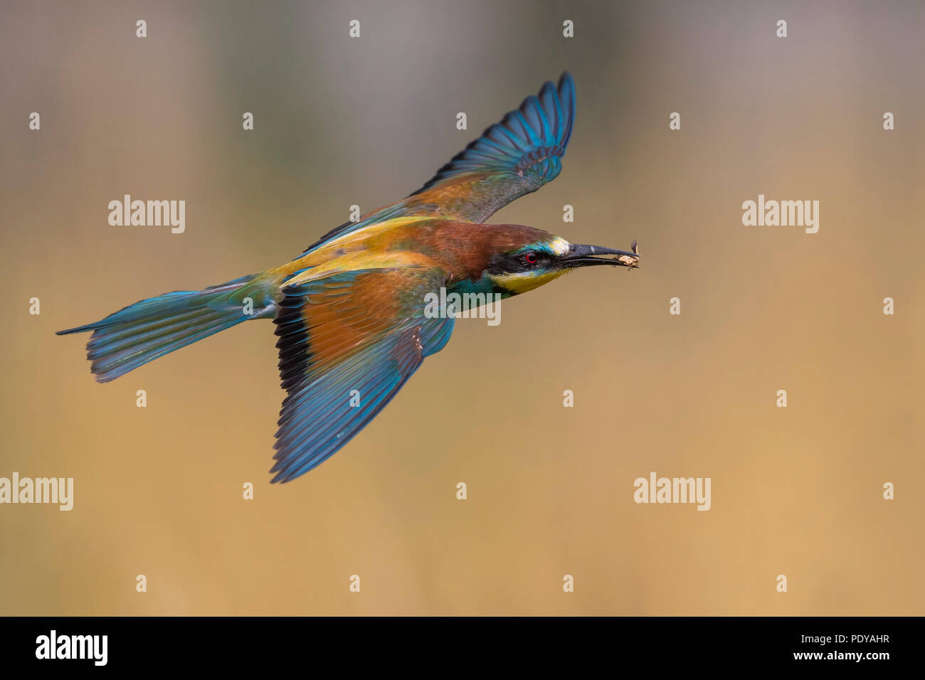 European Bee-eater (Merops apiaster) flying Stock Photo