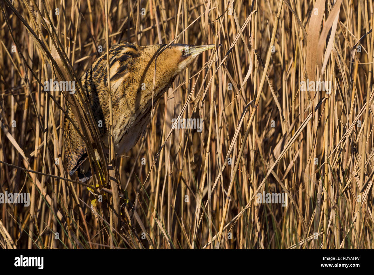 Great Bittern (Botaurus stellaris) climbing through the reed Stock Photo