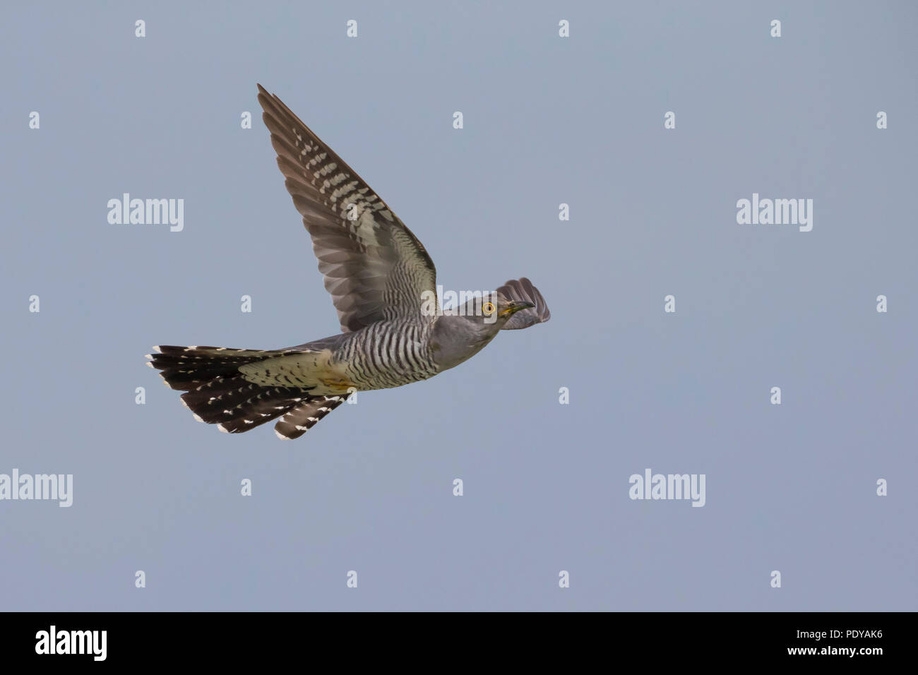 Flying Common Cuckoo; Cuculus canorus Stock Photo