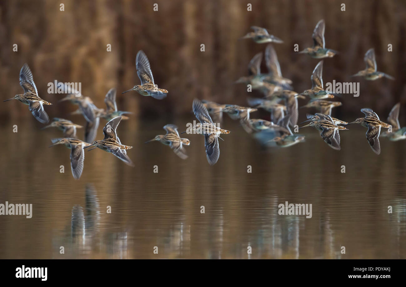 Flock of flying Common Snipes; Gallinago gallinago Stock Photo - Alamy